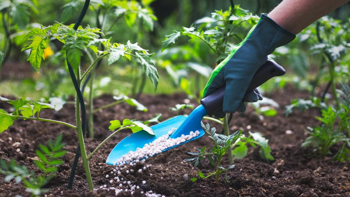 Lakshi fertilizer products in the field